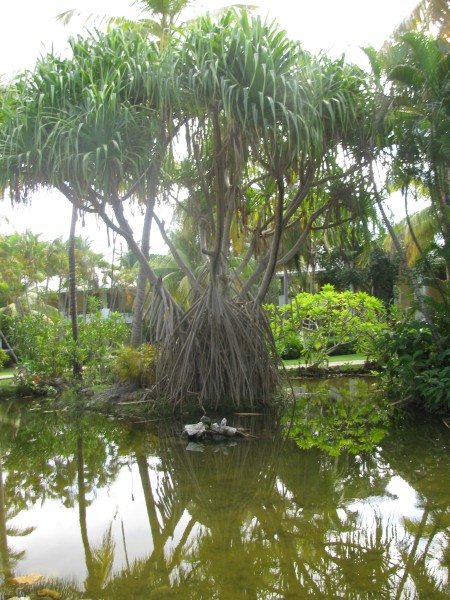 Dominican Republic 343.jpg